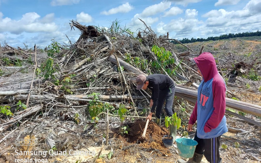 Penanaman Tanaman Sengon Dan Durian Capai  150 Hektar